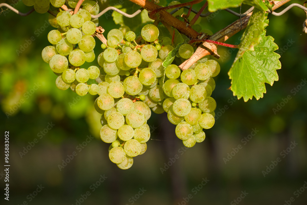 ripening bunch of grapes in the vineyard close-up ripening bunch of grapes in the vineyard close-up