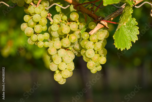 ripening bunch of grapes in the vineyard close-up