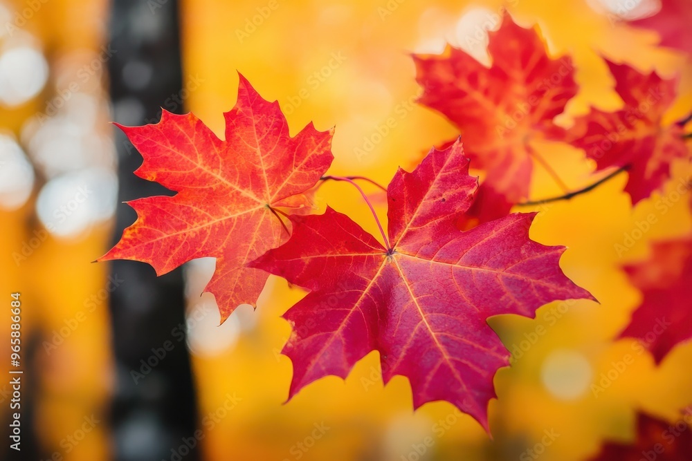 Fototapeta premium Vibrant red and orange autumn maple leaves on a tree branch with dark bark in the forest, Ai Generation