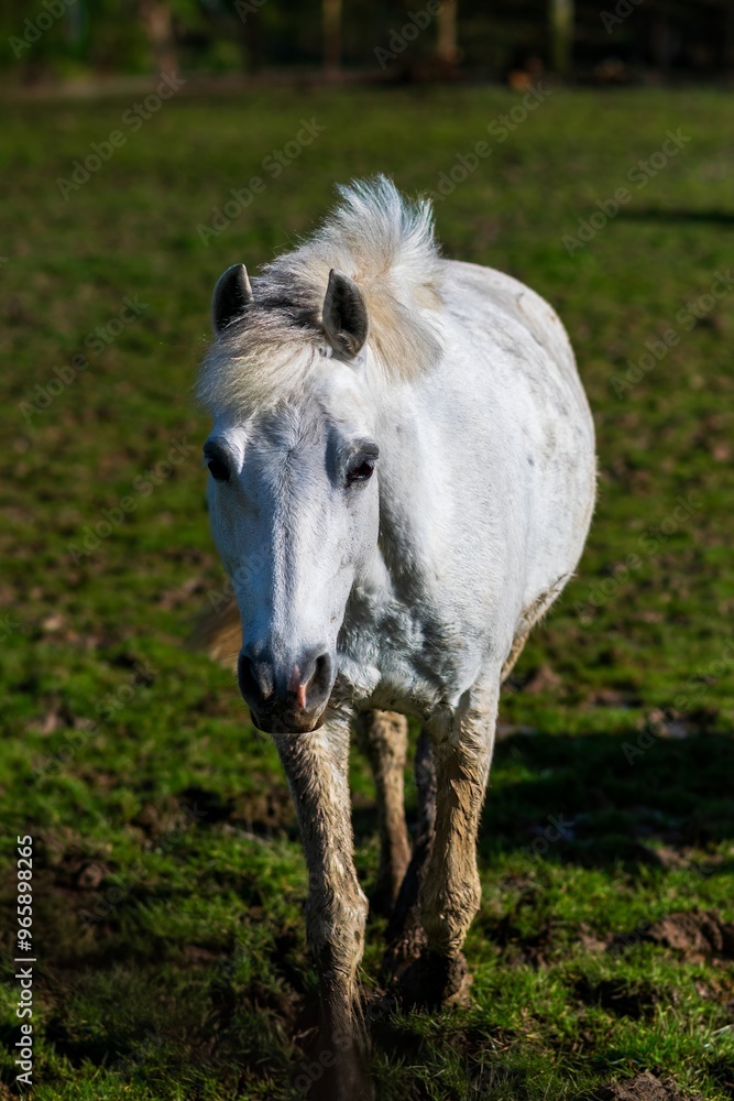 Obraz premium Portrait of a horse in the meadow