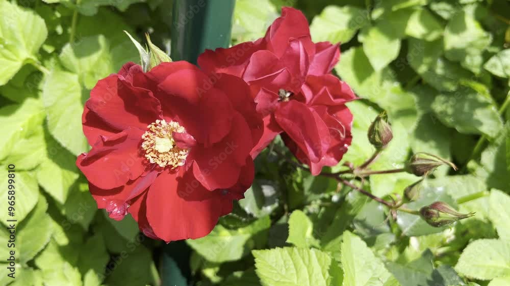 Red, Korsar, shrub Red, Korsar, shrub