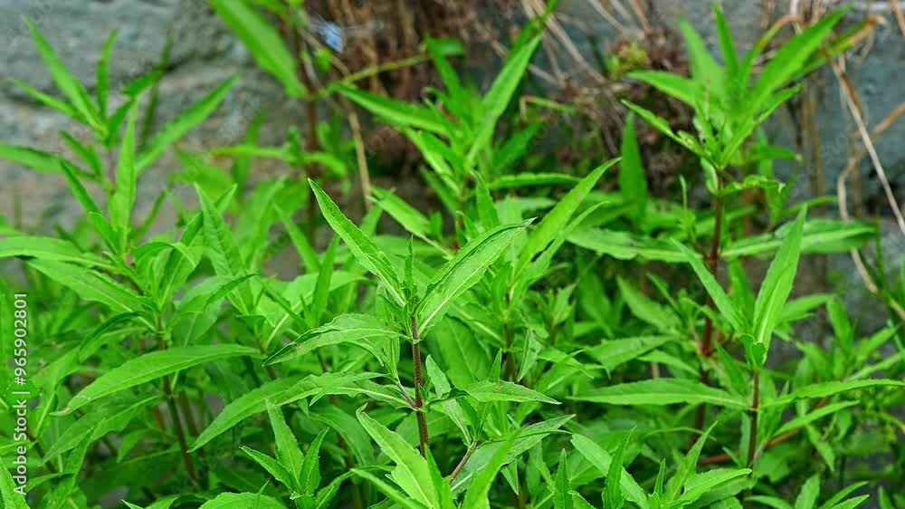 Vibrant green leaves are thriving beautifully in a natural setting, showcasing the remarkable healthy growth of plants Vibrant green leaves are thriving beautifully in a natural setting, showcasing the remarkable healthy growth of plants