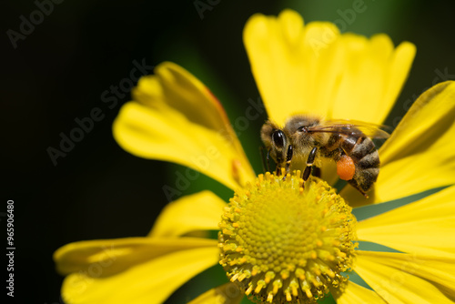 Close-up of a small honeybee searching for pollen on a yellow flower. Pollen packets can be seen on its hind legs. The background is dark. photo