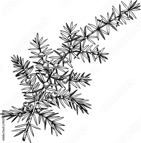 Hand-drawn winter plant illustration. Botanical drawing of juniper. Vector evergreen tree sketch