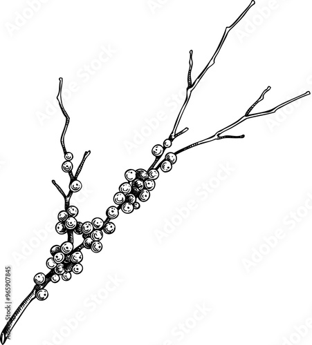 Hand-drawn winter plant illustration. Botanical drawing of red twig dogwood. Vector evergreen tree with berries, sketch