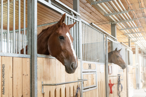 Beautiful horse standing in a stall in the modern stable.