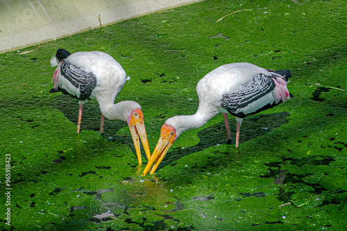 Close-up image of a pair of Painted Stork(Mycteria leucocephala) eating in a lake in Kevadia near Statue of Unity Gujrat, India. photo