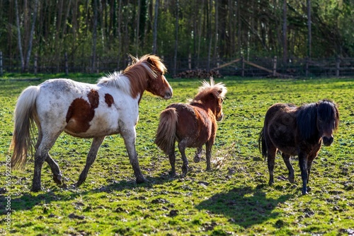 horses in the field