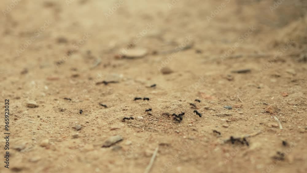 Colony of ants works together, carrying food along dirt road back to their anthill. This display of teamwork showcases the persistence and coordination of these industrious insects Colony of ants works together, carrying food along dirt road back to their anthill. This display of teamwork showcases the persistence and coordination of these industrious insects
