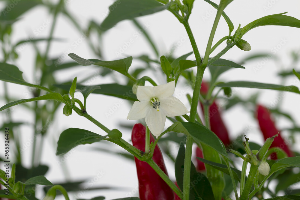 Obraz premium Blüte Chili