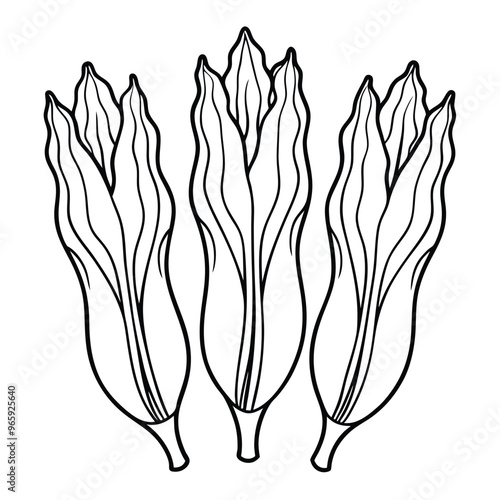 Set of Single black one line drawing Belgian Endive concept. Continuous line draw design graphic vector illustration on white background