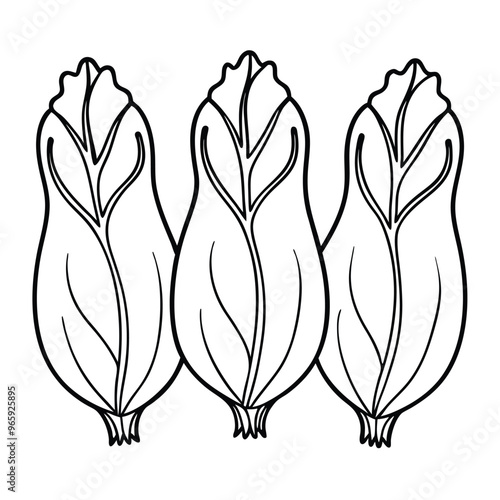 Set of Single black one line drawing Belgian Endive concept. Continuous line draw design graphic vector illustration on white background