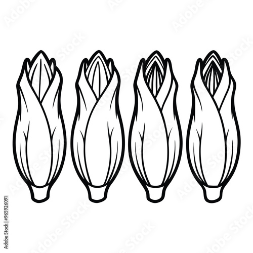 Set of Single black one line drawing Belgian Endive concept. Continuous line draw design graphic vector illustration on white background