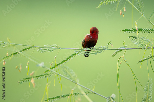 The red avadavat, red munia or strawberry finch on Perch in Morning photo