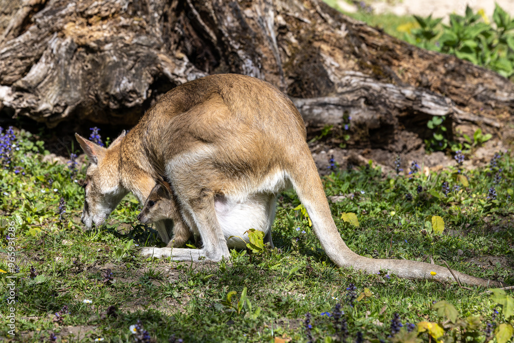 The agile wallaby mother with a little baby, Macropus agilis also known as the sandy wallaby The agile wallaby mother with a little baby, Macropus agilis also known as the sandy wallaby