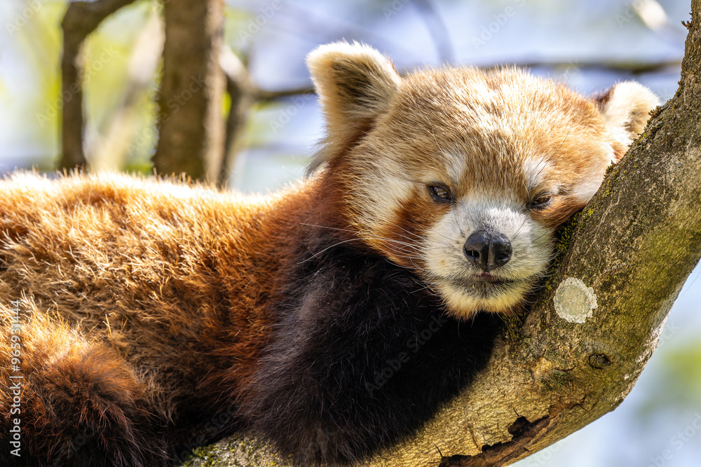 Fototapeta premium The red panda, Ailurus fulgens, also called the lesser panda.