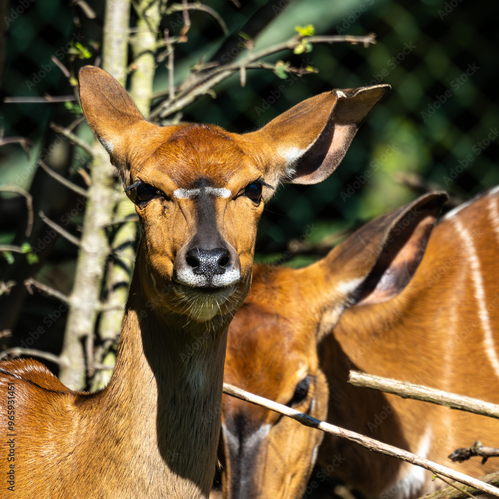 Fototapeta premium Nyala Antelope - Tragelaphus angasii. Wild life animal.