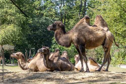 Bactrian camel, Camelus bactrianus in a german park
