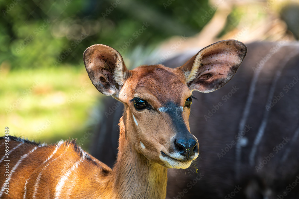 Nyala Antelope - Tragelaphus angasii. Wild life animal.