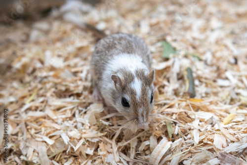 Mongolische Maus  photo