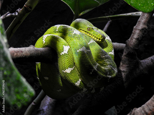 Green snake on the tree