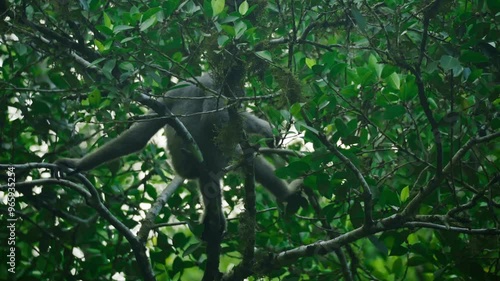 Amazing close-up of a wild gibbon feeding in a tree in the rainforest