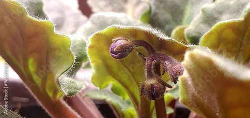 Violet Plant Bud