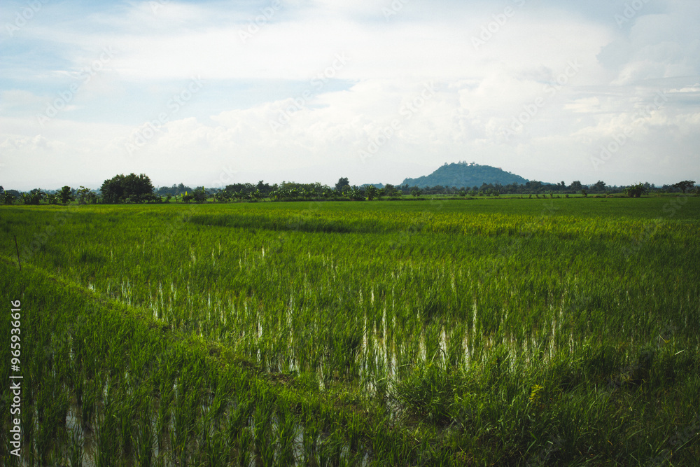 Fototapeta premium green rice field in Thailand