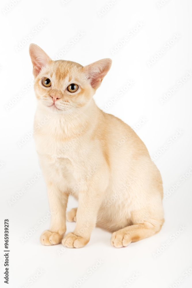 Burmese kitten on a white studio background. Burmese kitten on a white studio background.