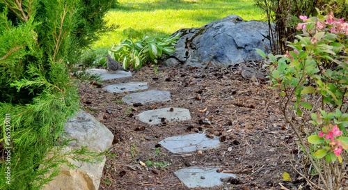 Mourning Dove on Garden Path