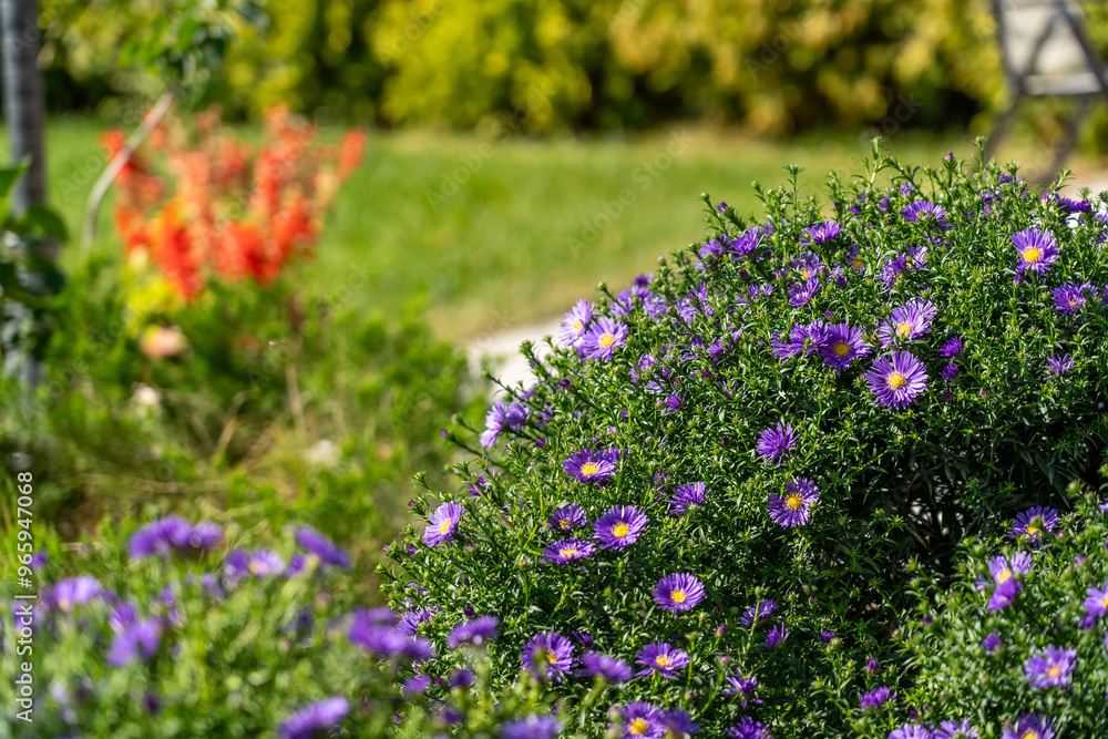 Obraz premium Vibrant purple flowers flourish alongside green bushes in a sunlit garden during a sunny spring afternoon