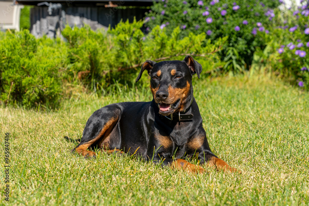 German pinscher lies comfortably on the grass, enjoying the warmth of the sun while surrounded by vibrant plants and flowers German pinscher lies comfortably on the grass, enjoying the warmth of the sun while surrounded by vibrant plants and flowers