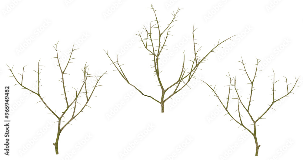 Set of Four Dried Branches Isolated on transparent Background Set of Four Dried Branches Isolated on transparent Background