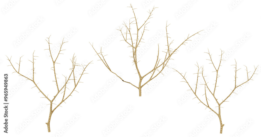 Three bare branches against black background, isolated, winter, nature, botanical Three bare branches against black background, isolated, winter, nature, botanical