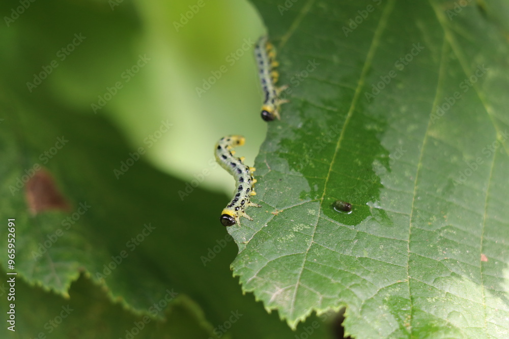 sawfly larvae in defensive posture eating the edge of a hazel leaf sawfly larvae in defensive posture eating the edge of a hazel leaf