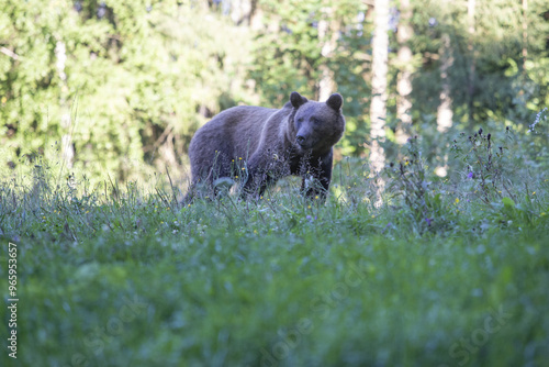 Braunbär im Wald