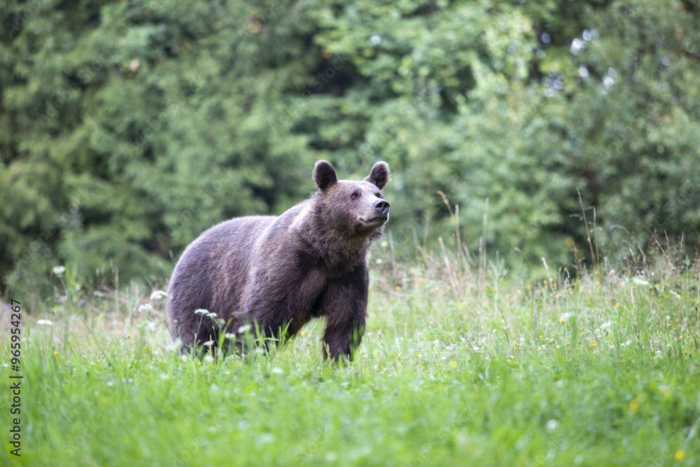 Fototapeta premium bär riecht nach essen