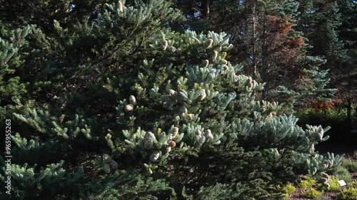 Abies koreana 