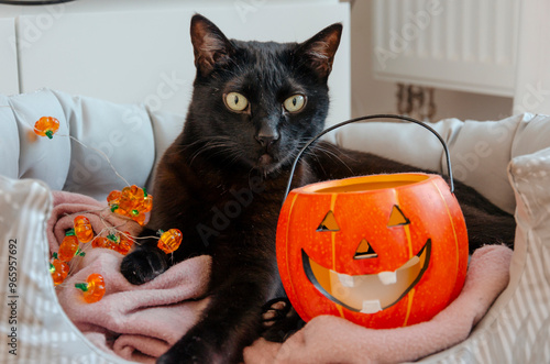 black cat sitting with jack o lantern halloween decoration