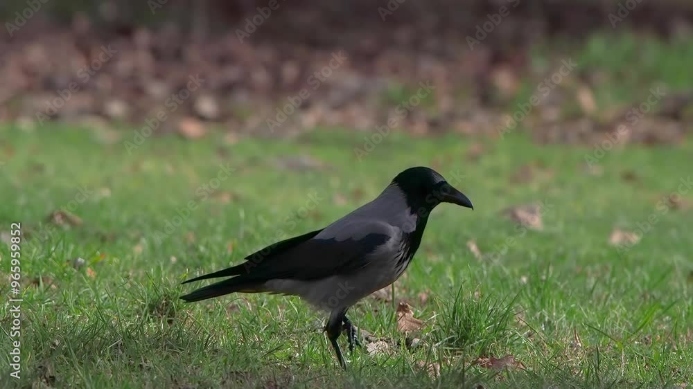 gray crow walking on grass slow motion gray crow walking on grass slow motion