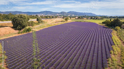 Lavande drone photo photo