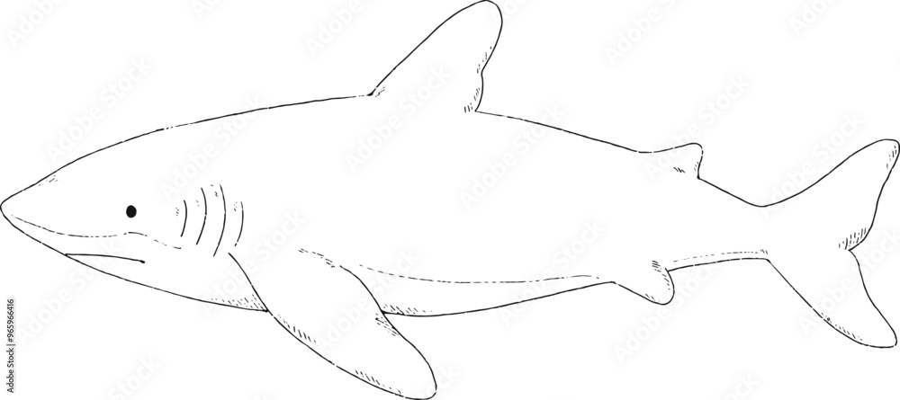 Obraz premium Adorable shark illustration outlines only