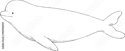 Line art of adorable Beluga Whale