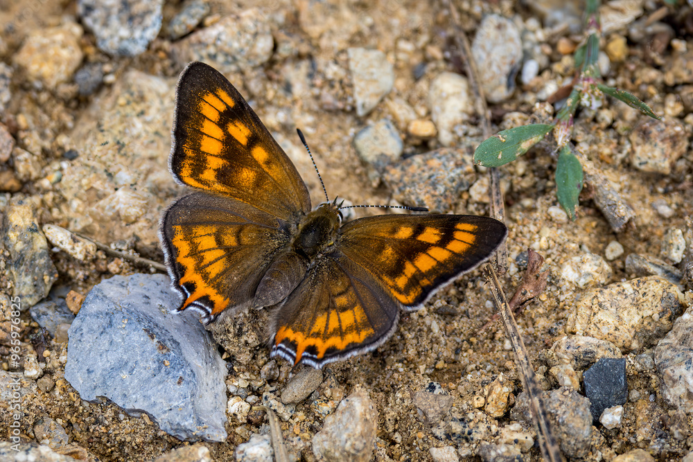 Tailed Copper, Tharsalea arota, resting on the ground Tailed Copper, Tharsalea arota, resting on the ground