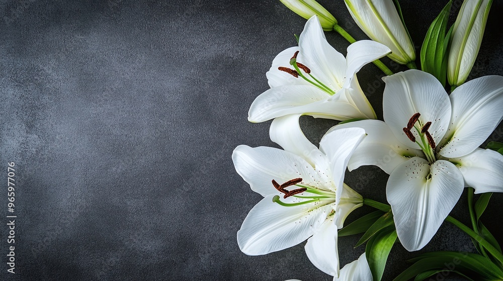 elegant white lilies flowers on a solemn background for a funeral or condolence card symbolizing mourning and peaceful tribute with gentle remembrance and space for sorrowful messages elegant white lilies flowers on a solemn background for a funeral or condolence card symbolizing mourning and peaceful tribute with gentle remembrance and space for sorrowful messages