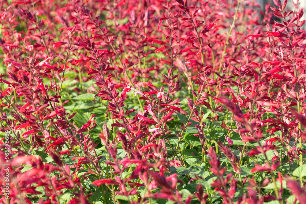 Beautiful red flowers Salvia splendens, the scarlet sage. Beautiful red flowers Salvia splendens, the scarlet sage.