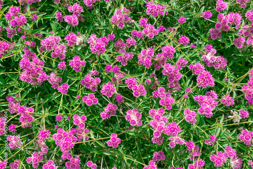 Beautiful pink flowers of Gomphrena globosa. globe amaranth. edible