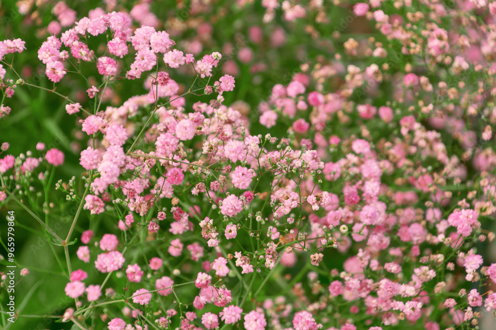 Beautiful pink flowers of Gypsophila paniculata in the garden. the baby's breath, common gypsophila, panicled baby's-breath. Beautiful pink flowers of Gypsophila paniculata in the garden. the baby's breath, common gypsophila, panicled baby's-breath.