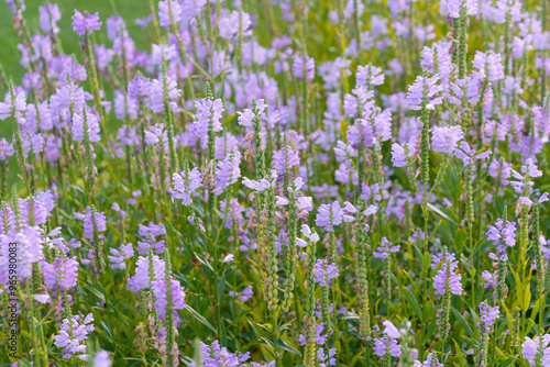 Beautiful purple flowers of Physostegia virginiana. obedient plant, obedience, false dragonhead. flowering plant