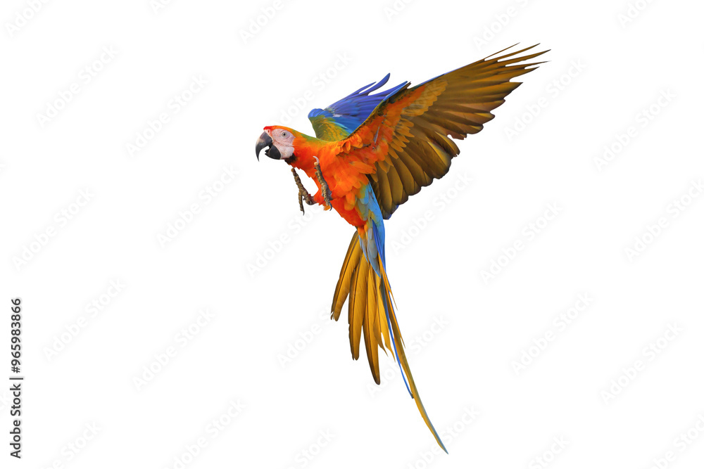 Fototapeta premium Colorful flying Camelot Macaw parrot isolated on transparent background png file